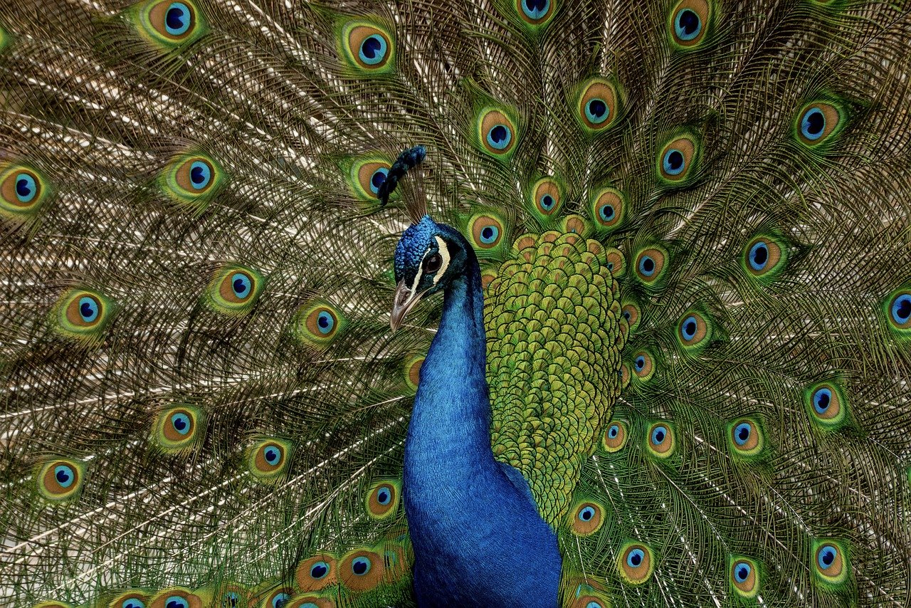 peacock, bird, peacock feathers-7933127.jpg